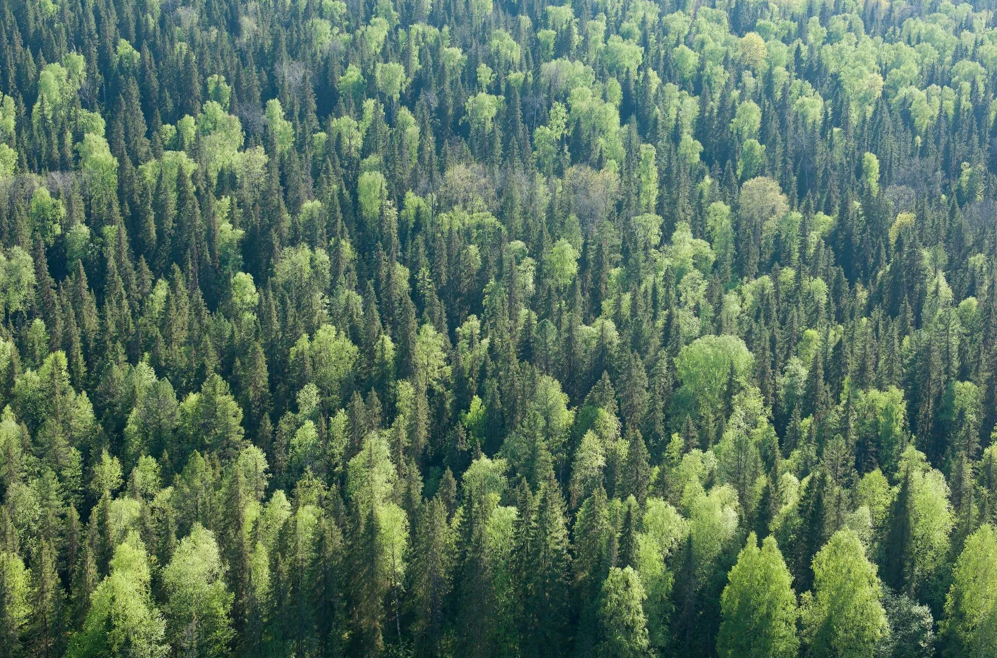 Suominen forest.png